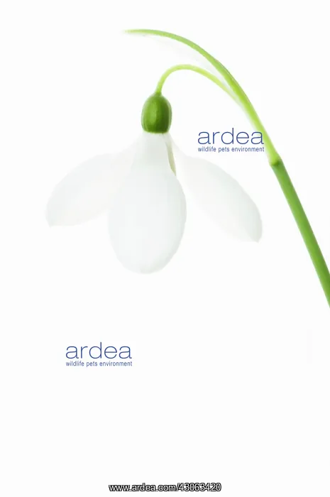 : Snowdrop, Galanthus nivalis : Snowdrop, Galanthus nivalis