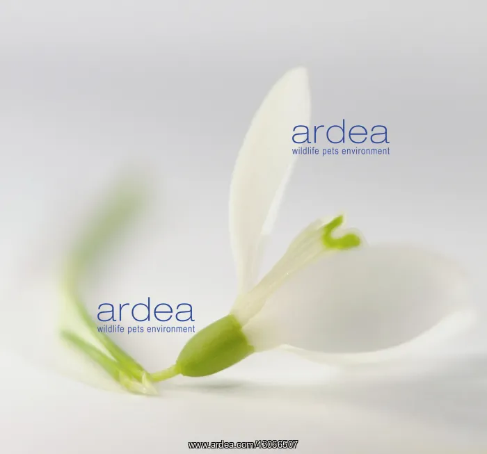 : Snowdrop, Galanthus nivalis : Snowdrop, Galanthus nivalis