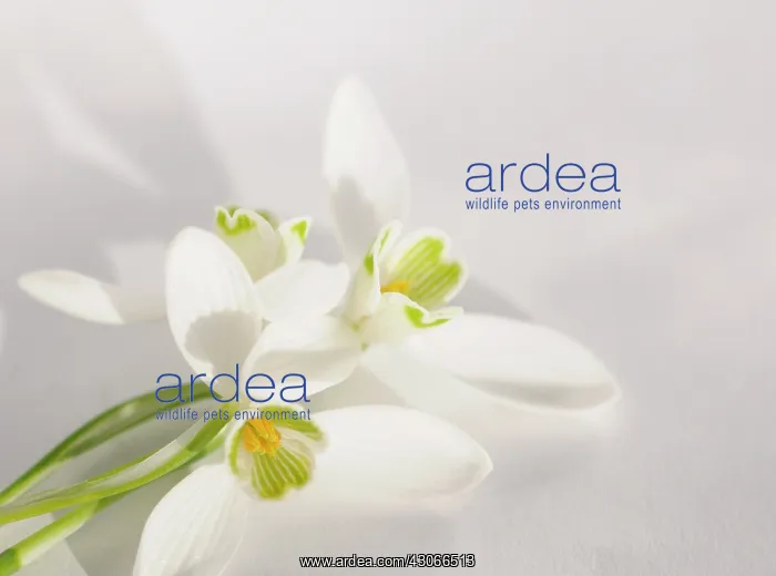 : Snowdrop, Galanthus nivalis : Snowdrop, Galanthus nivalis