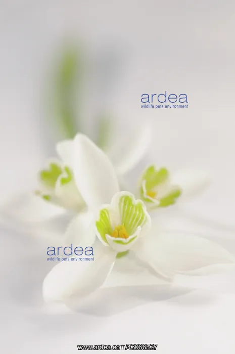 : Snowdrop, Galanthus nivalis : Snowdrop, Galanthus nivalis