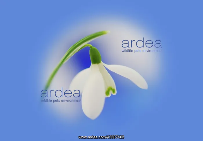 : Snowdrop, Galanthus nivalis : Snowdrop, Galanthus nivalis
