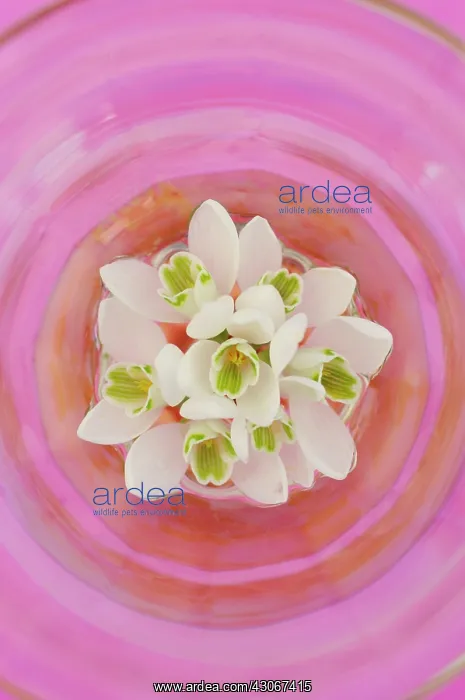 : Snowdrop, Galanthus nivalis : Snowdrop, Galanthus nivalis