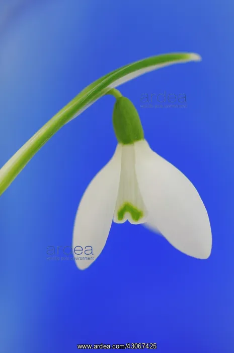 : Snowdrop, Galanthus nivalis : Snowdrop, Galanthus nivalis