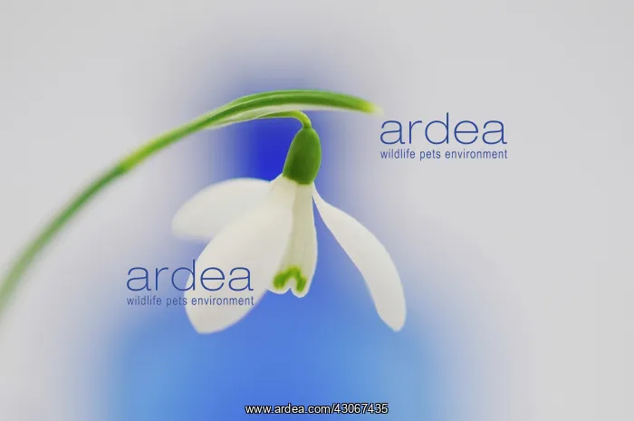 : Snowdrop, Galanthus nivalis : Snowdrop, Galanthus nivalis