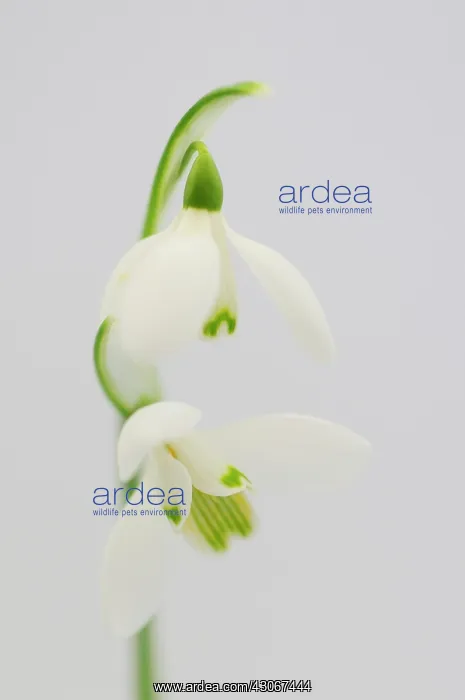 : Snowdrop, Galanthus nivalis : Snowdrop, Galanthus nivalis