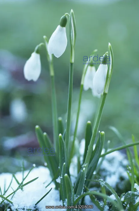 : Snowdrop, Galanthus : Snowdrop, Galanthus