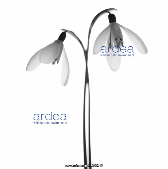 : Snowdrop, Galanthus : Snowdrop, Galanthus