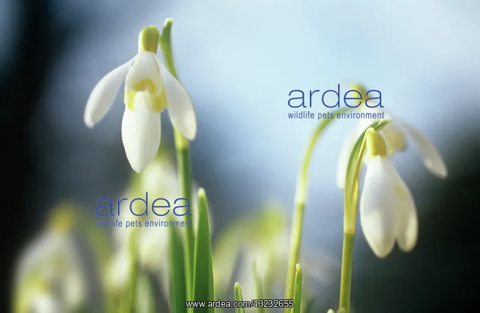 : Snowdrop, Galanthus : Snowdrop, Galanthus