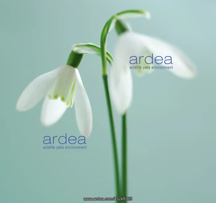 : Snowdrop, Galanthus : Snowdrop, Galanthus