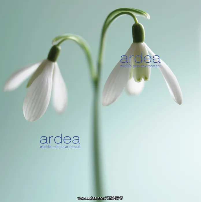 : Snowdrop, Galanthus : Snowdrop, Galanthus