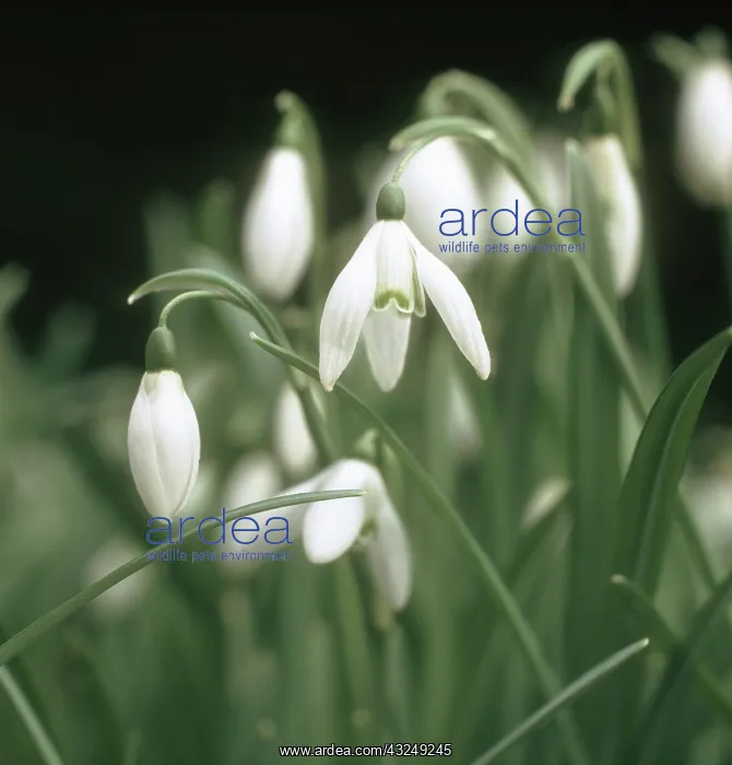 : Snowdrop (Galanthus nivalis) flowering plants : Snowdrop (Galanthus nivalis) flowering plants