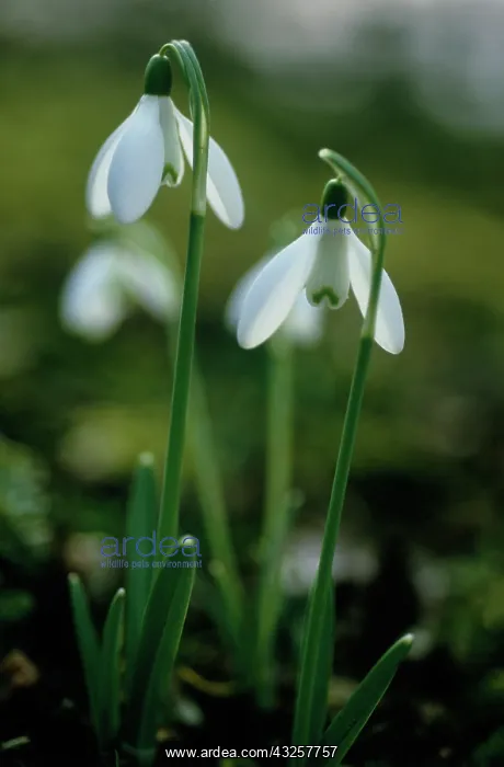 : Snowdrop, Galanthus nivalis : Snowdrop, Galanthus nivalis