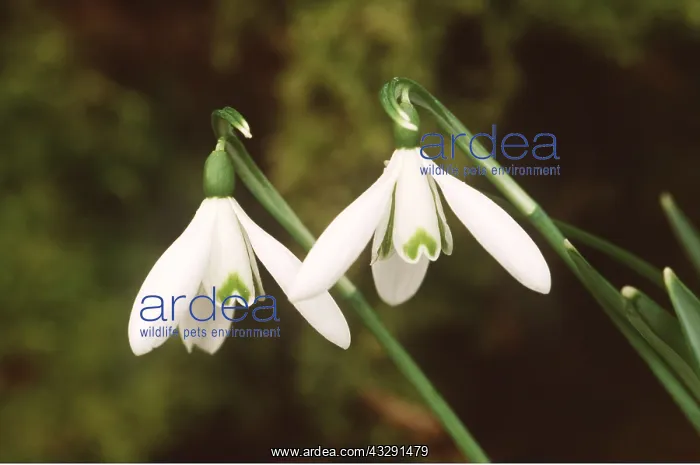 : SNOWDROP - Atkinsii, close-up : SNOWDROP - Atkinsii, close-up