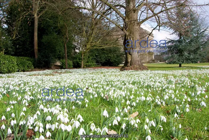 : Snowdrop - carpet of flowers : Snowdrop - carpet of flowers