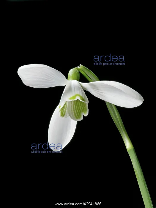  : Snowdrop - close up