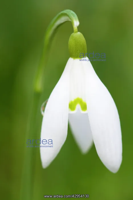 : Snowdrop - close-up macro image of a single flower : Snowdrop - close-up macro image of a single flower
