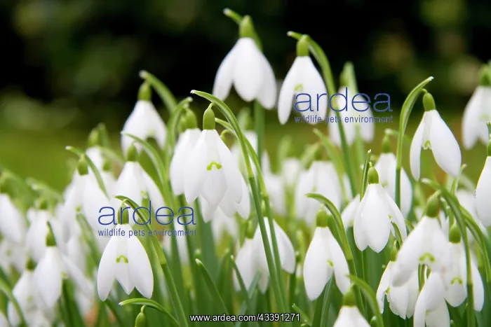 : Snowdrop - clump of flowers : Snowdrop - clump of flowers
