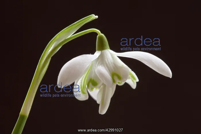 : Snowdrop, Double snowdrop : Snowdrop, Double snowdrop