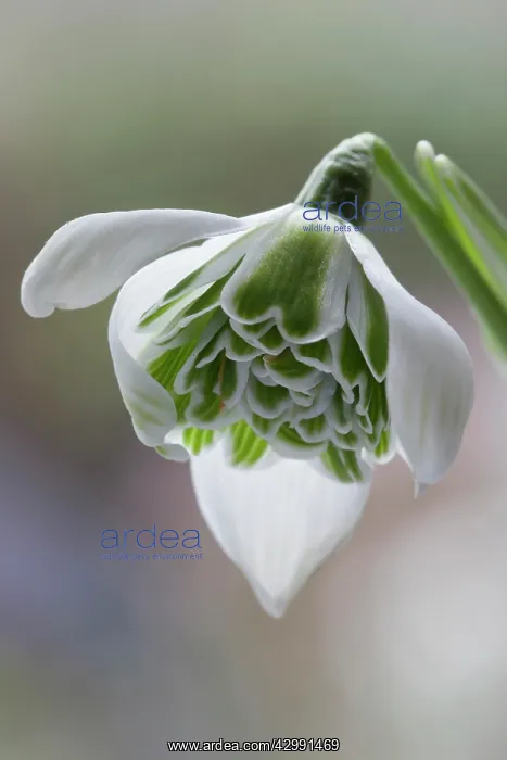 : Snowdrop, Double snowdrop : Snowdrop, Double snowdrop