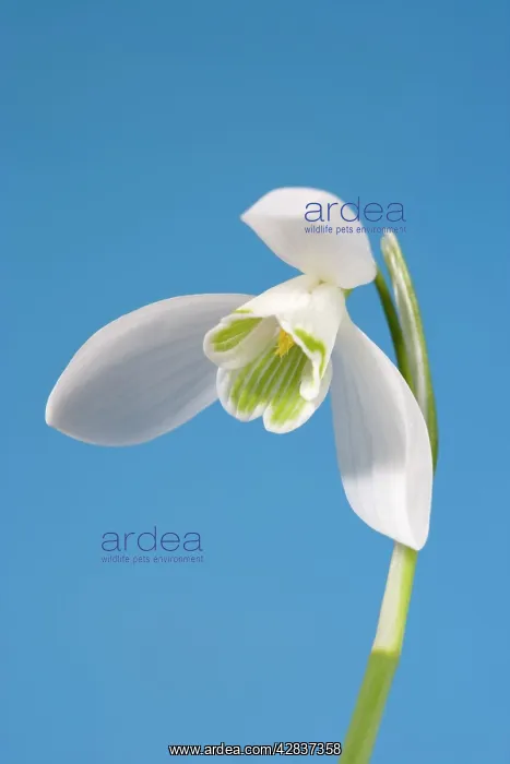 : Snowdrop flower : Snowdrop flower