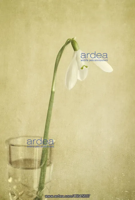 : Snowdrop Flower - Textured Image : Snowdrop Flower - Textured Image