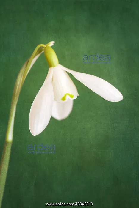 : Snowdrop Flower - Textured Image : Snowdrop Flower - Textured Image