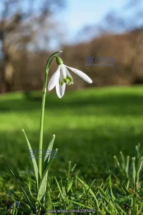 : Snowdrop Flower - UK : Snowdrop Flower - UK