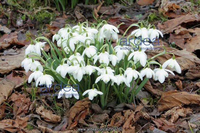 : Snowdrop - flowers amongst leaf litter in garden : Snowdrop - flowers amongst leaf litter in garden