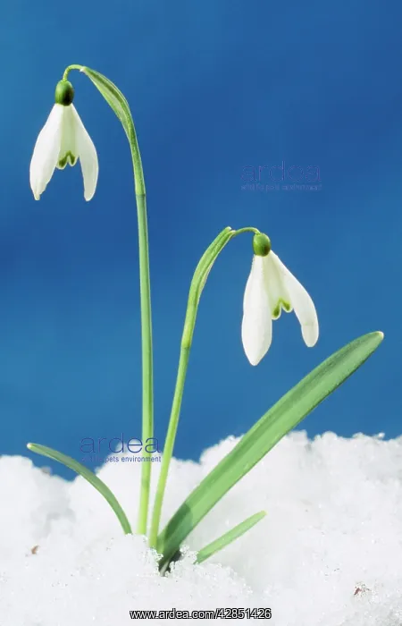 : SNOWDROP - two flowers in snow : SNOWDROP - two flowers in snow