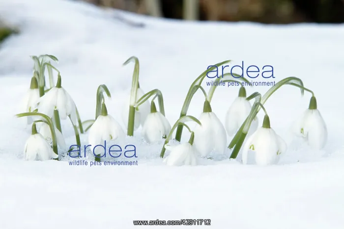 : Snowdrop - flowers amongst snow in garden : Snowdrop - flowers amongst snow in garden