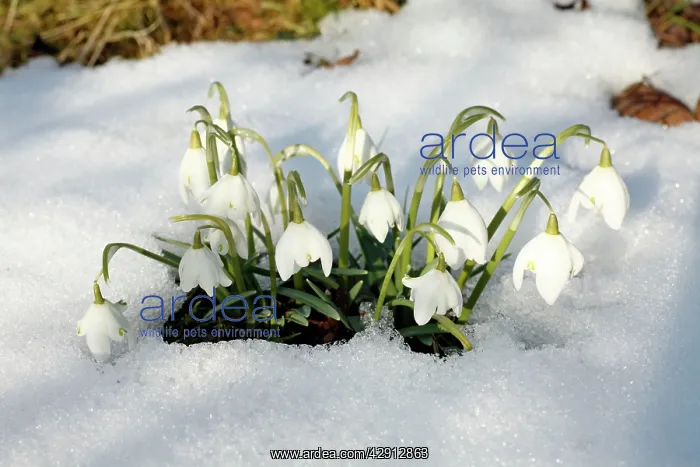  : Snowdrop - flowers amongst snow in garden