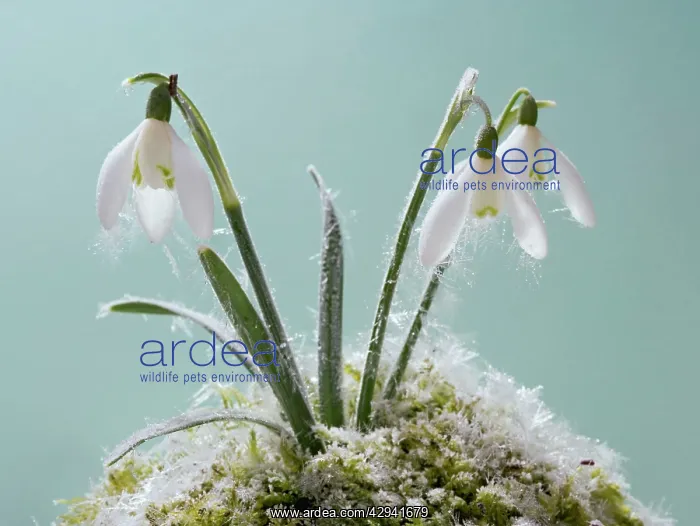 : Snowdrop - frost covered plant in flower : Snowdrop - frost covered plant in flower