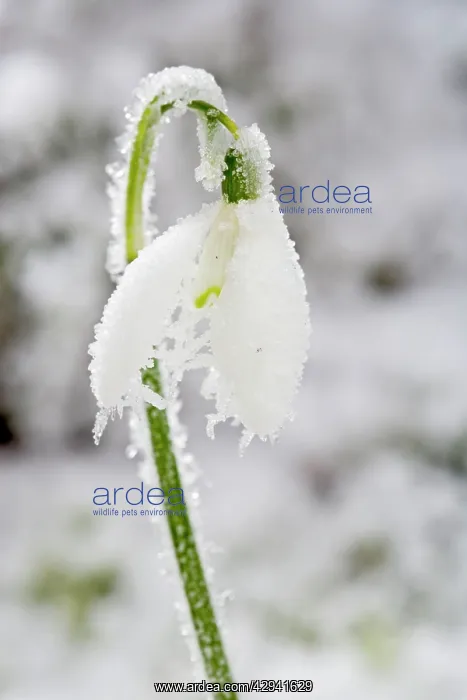 : Snowdrop - frosted single bloom : Snowdrop - frosted single bloom