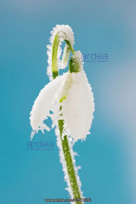 : Snowdrop - frosted single bloom : Snowdrop - frosted single bloom
