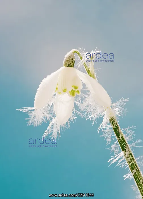 : Snowdrop - frosted single bloom : Snowdrop - frosted single bloom