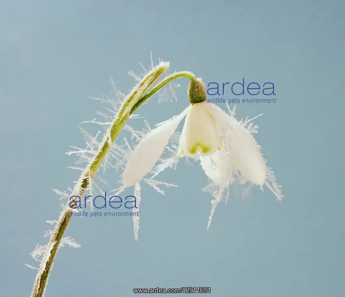 : Snowdrop - frosted single bloom : Snowdrop - frosted single bloom