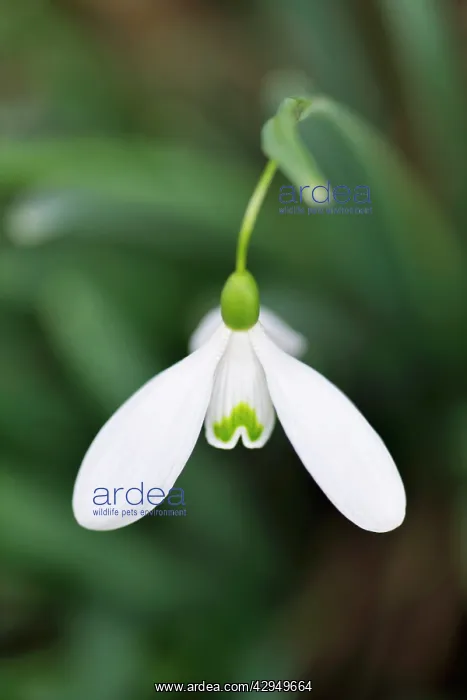  : Snowdrop - Galanthus Magnet