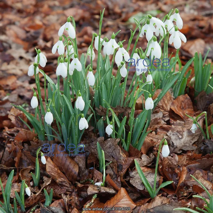 : Snowdrop, Galanthus nivali, Several plants growing : Snowdrop, Galanthus nivali, Several plants growing