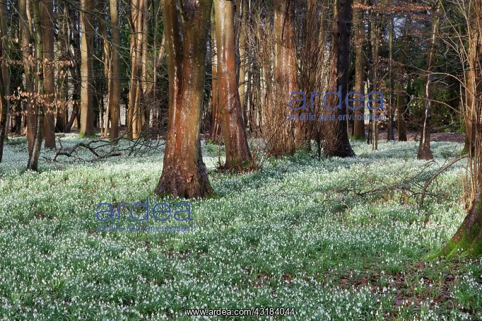 : Snowdrop, Galanthus nivali, Thoiusands of naturalised : Snowdrop, Galanthus nivali, Thoiusands of naturalised