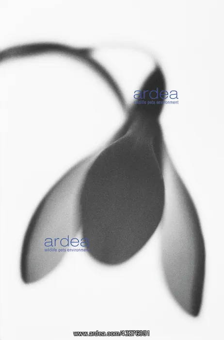  : Snowdrop, Galanthus nivalis, Black & white