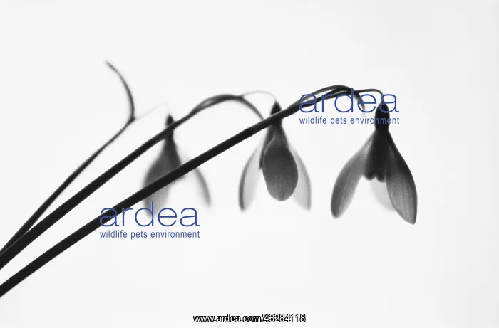  : Snowdrop, Galanthus nivalis, Black & white