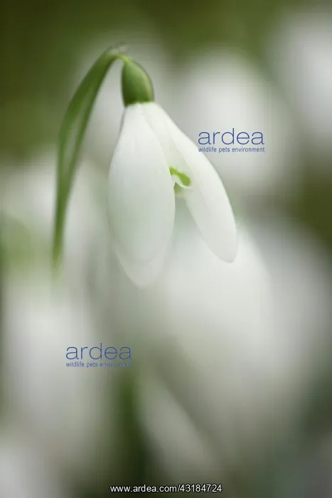 : Snowdrop, Galanthus nivalis, Close side view of : Snowdrop, Galanthus nivalis, Close side view of