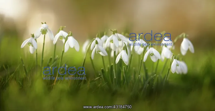 : Snowdrop, Galanthus nivalis, Low side view of several : Snowdrop, Galanthus nivalis, Low side view of several