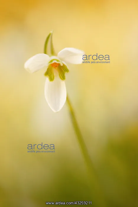 : Snowdrop (Galanthus nivalis) opening its petals : Snowdrop (Galanthus nivalis) opening its petals
