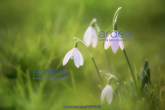 : Snowdrop, Galanthus nivalis, A small clump of flowers, only : Snowdrop, Galanthus nivalis, A small clump of flowers, only