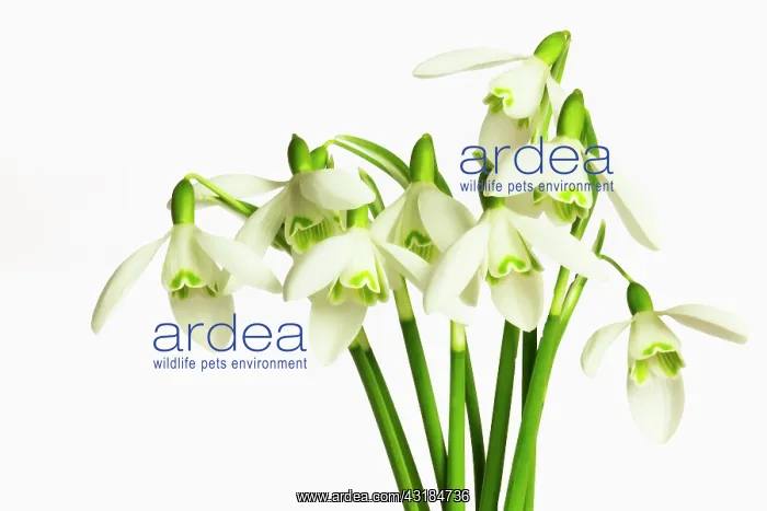 : Snowdrop, Galanthus nivalis, Side view of several : Snowdrop, Galanthus nivalis, Side view of several