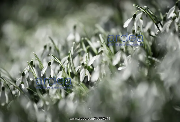  : Snowdrop, Galanthus nivalis, White subject
