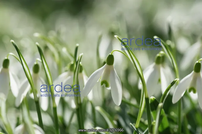 : Snowdrop, Galanthus nivalis, White subject : Snowdrop, Galanthus nivalis, White subject