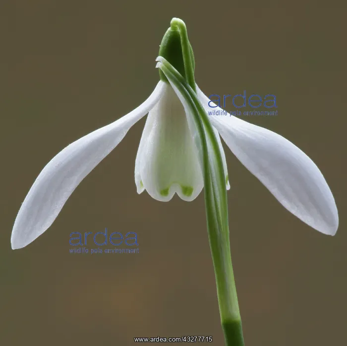 : Snowdrop, Galanthus nivalis, White subject : Snowdrop, Galanthus nivalis, White subject