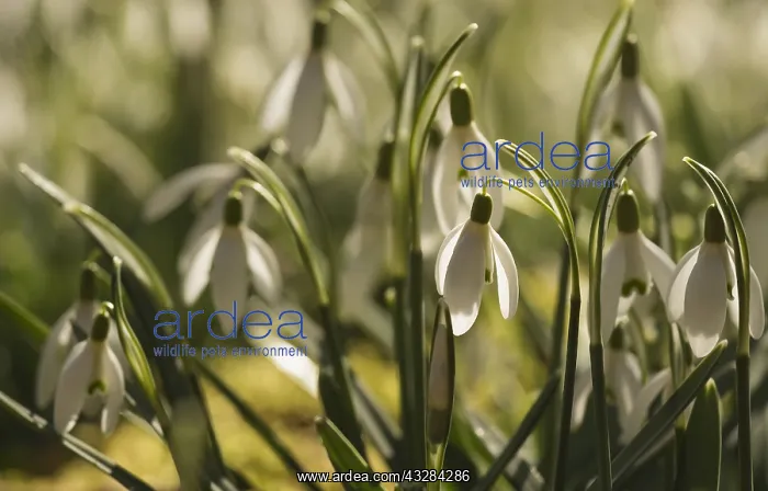 : Snowdrop, Galanthus nivalis, White subject : Snowdrop, Galanthus nivalis, White subject
